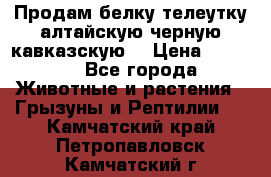 Продам белку телеутку алтайскую,черную кавказскую. › Цена ­ 5 000 - Все города Животные и растения » Грызуны и Рептилии   . Камчатский край,Петропавловск-Камчатский г.